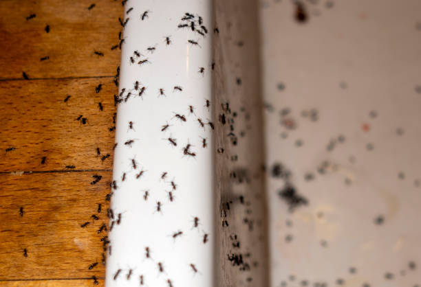 Best Residential Pest Control  in Waldorf, MD