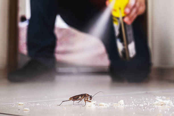 Best Spider Control Near Me  in Waldorf, MD